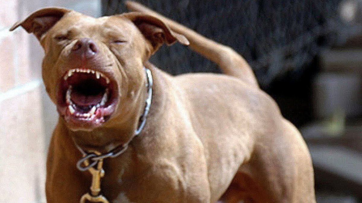 Американский питбуль укус