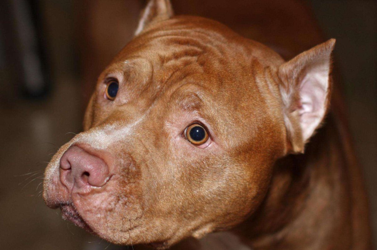 Питбуль Прайтер