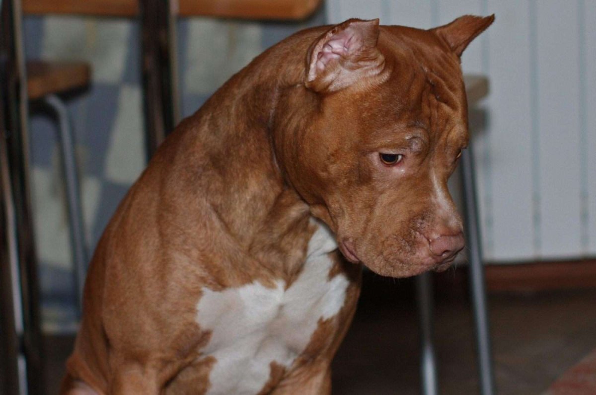 Палевый стаффордширский терьер