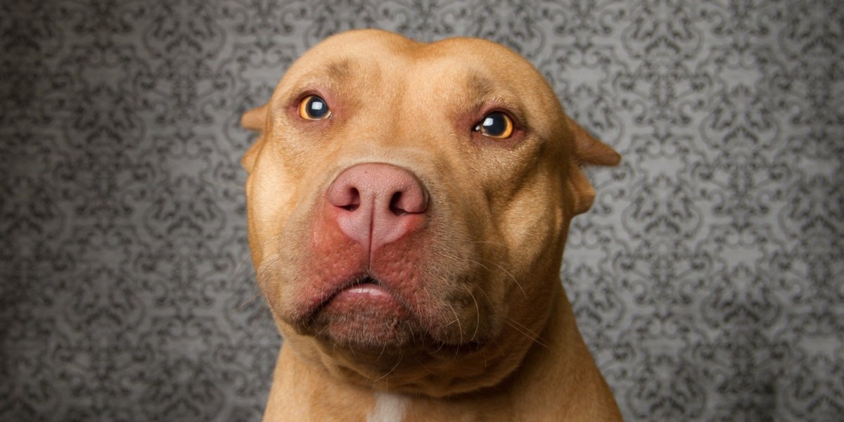 Собаки короткошерстные породы булли