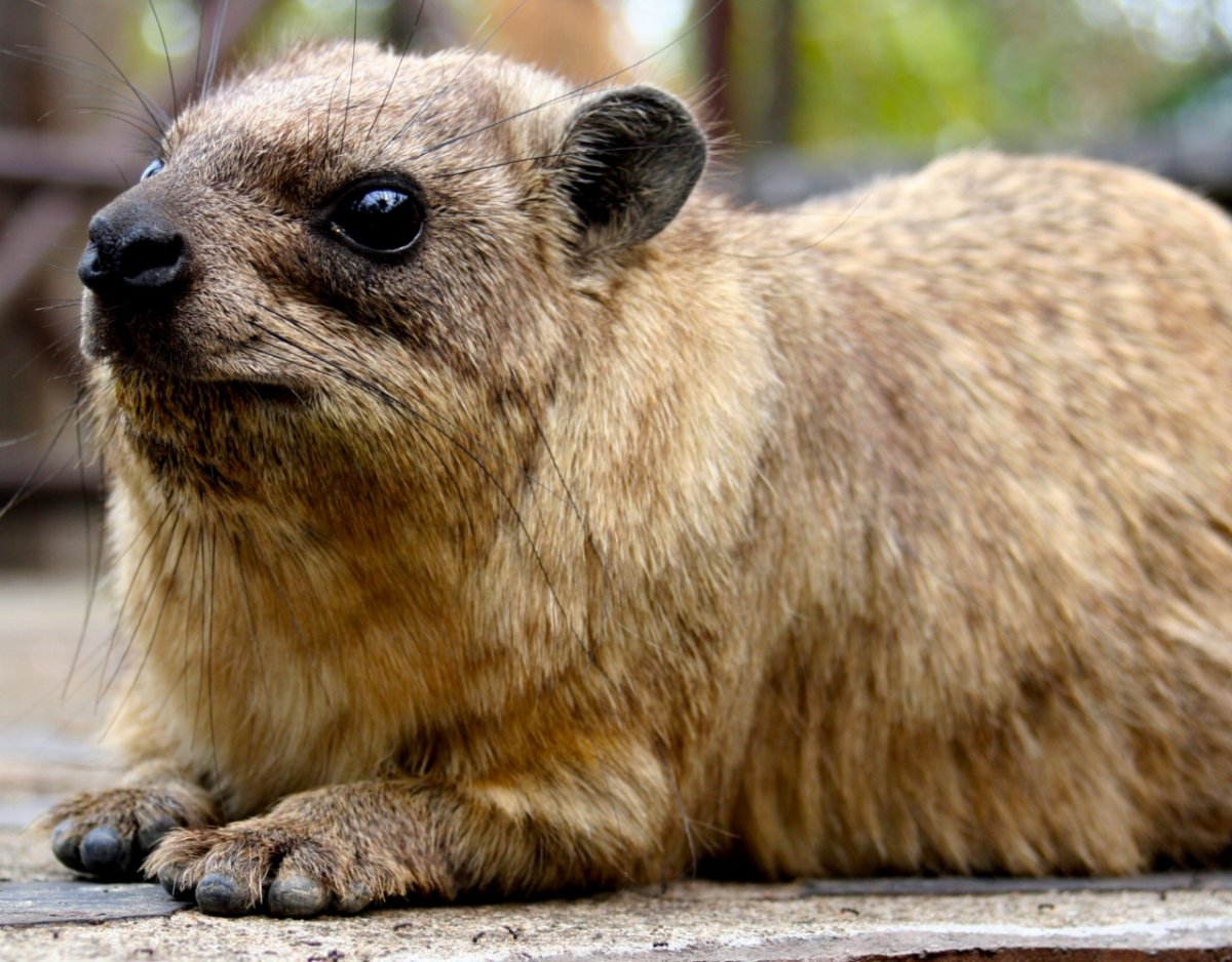 Даман Брюса