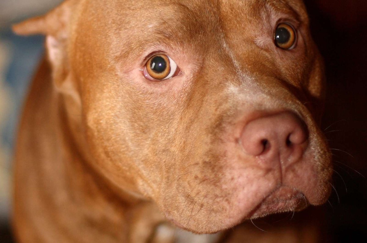 Грустный питбуль