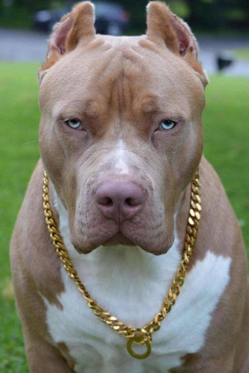 Питбуль бренди однажды в Голливуде