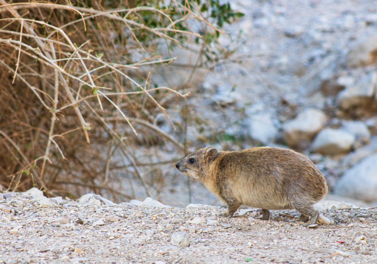 Капский жиряк