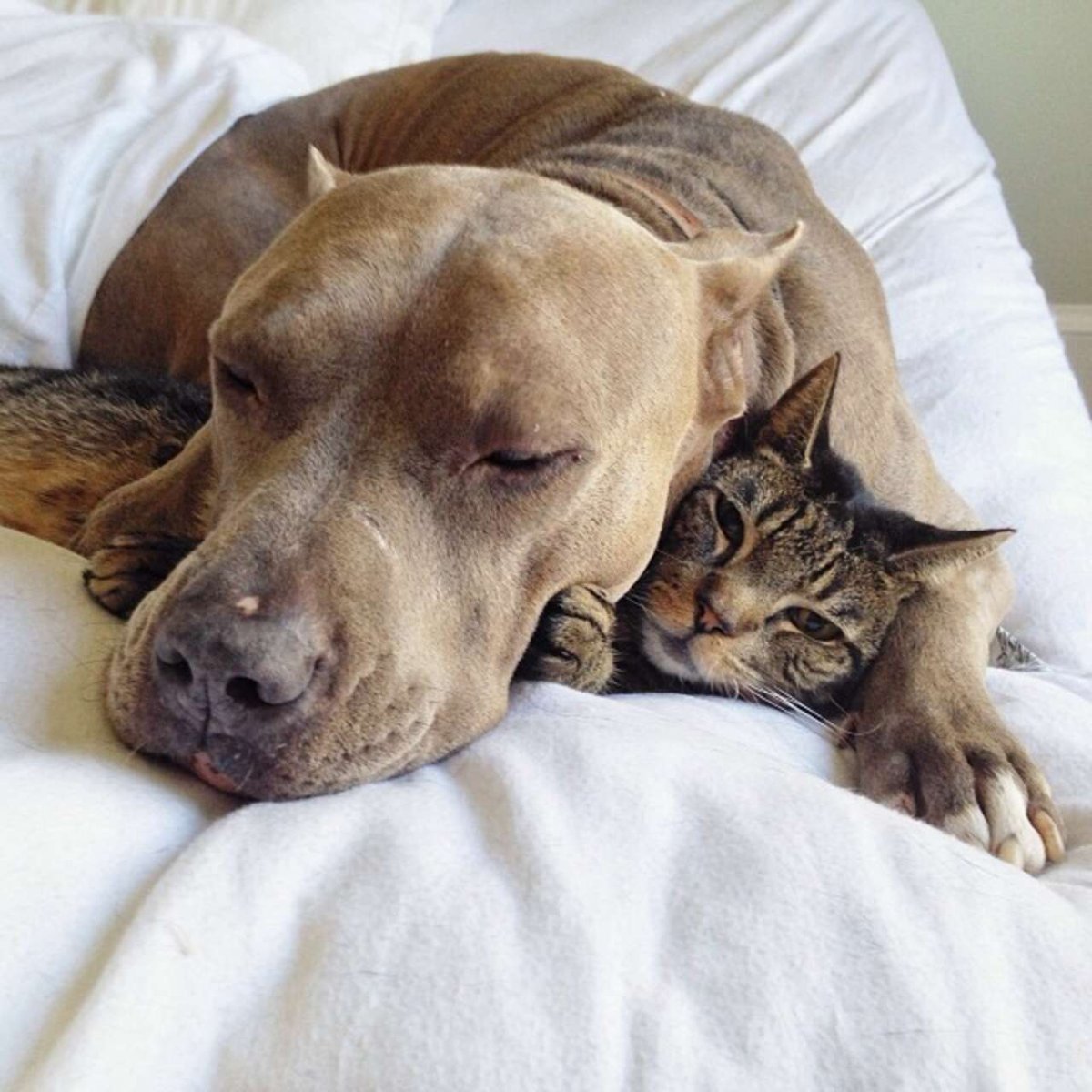 Питбуль Стаффорд амстафф