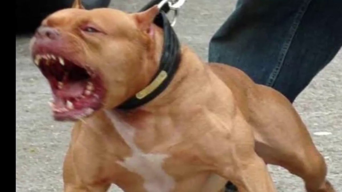 Американский стаффордширский терьер оскал