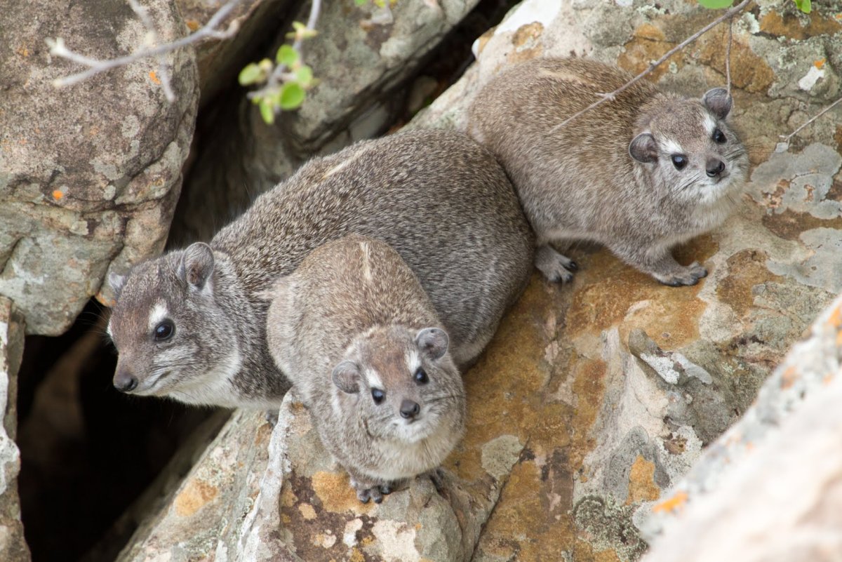 Rock Hyrax