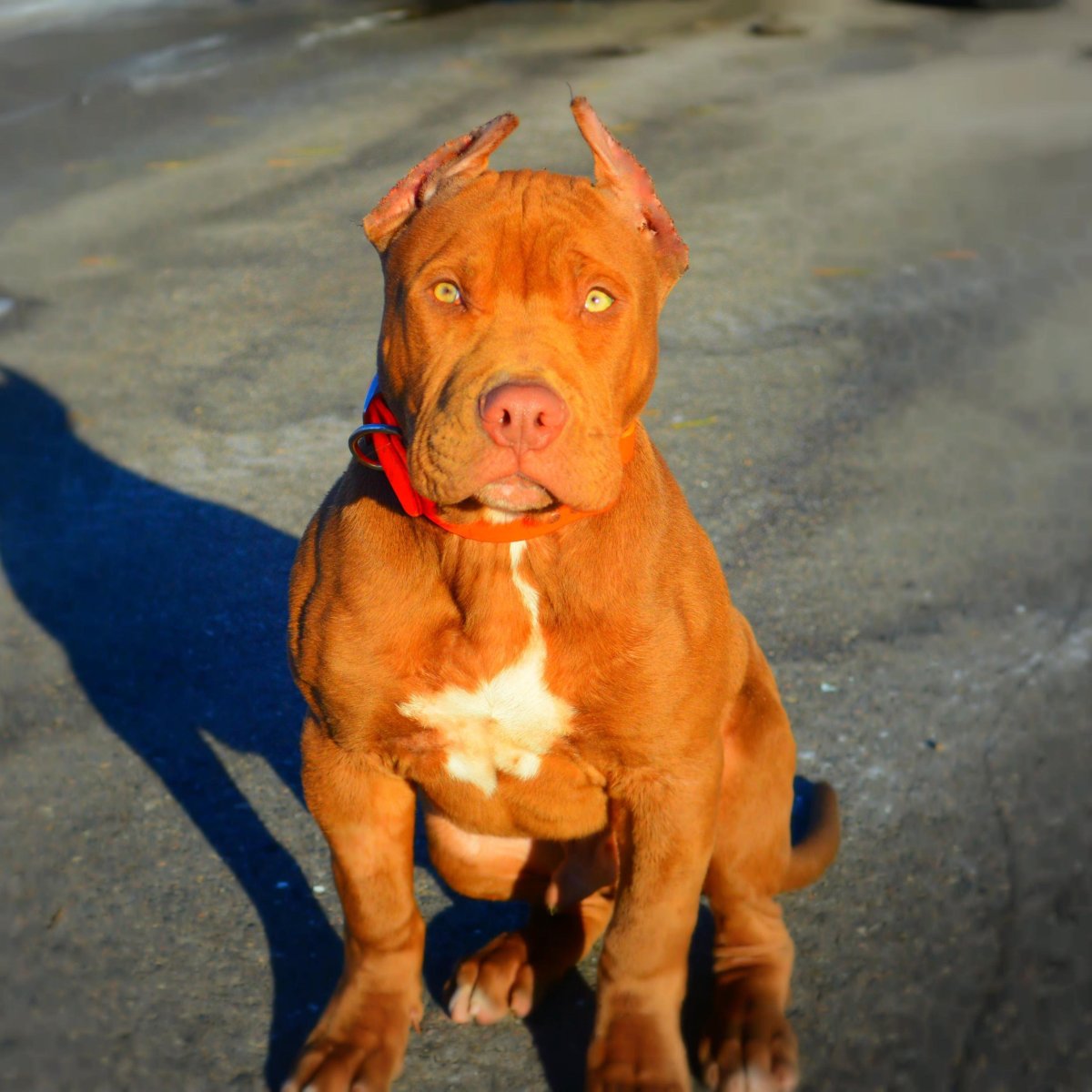 Питбуль американский стаффордширский