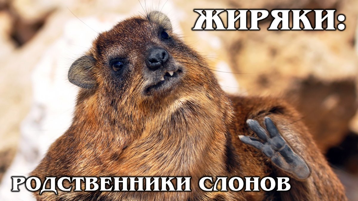 Скалистый Даман