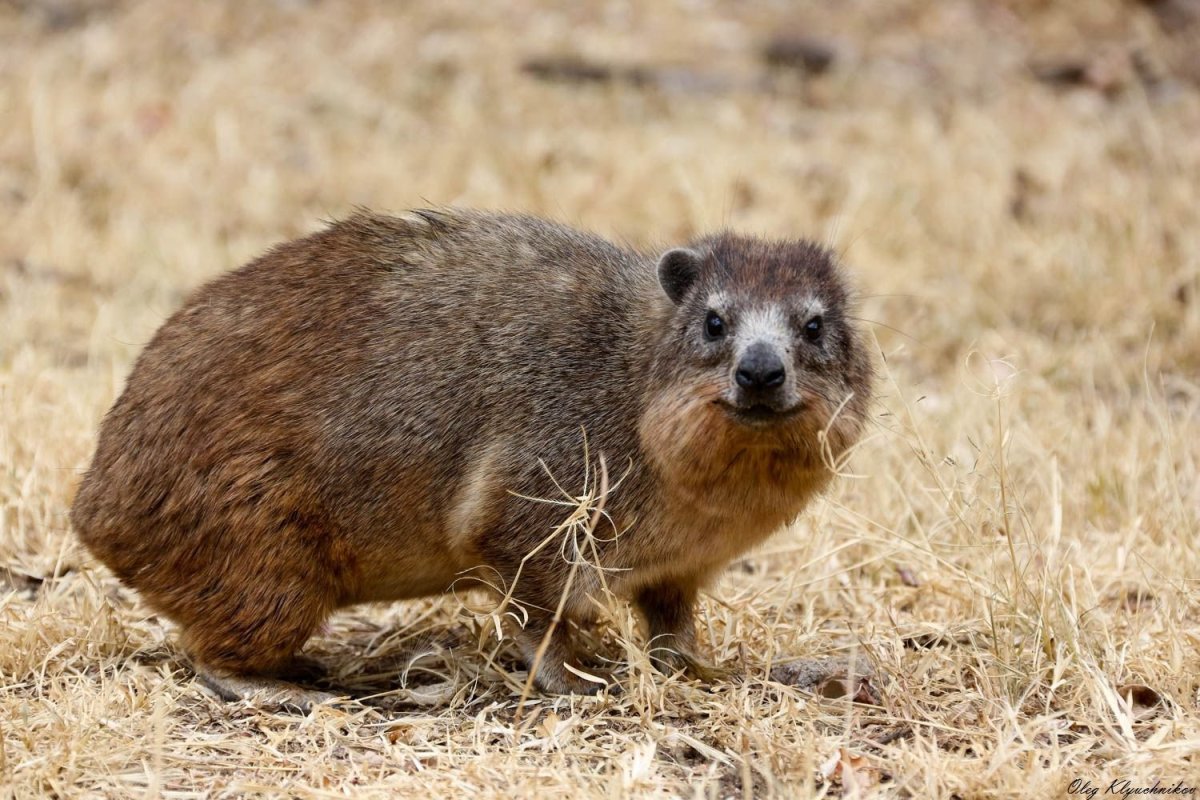 Самый близкий родственник слона