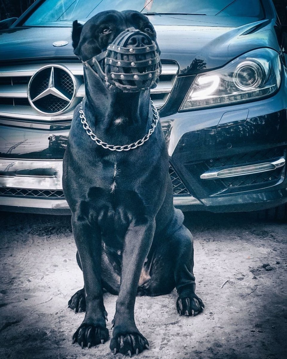 Парень с питбулем