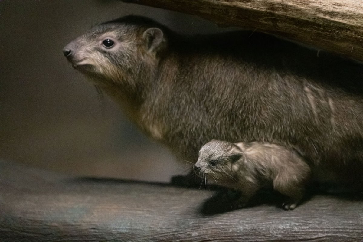 Капский Даман детеныш