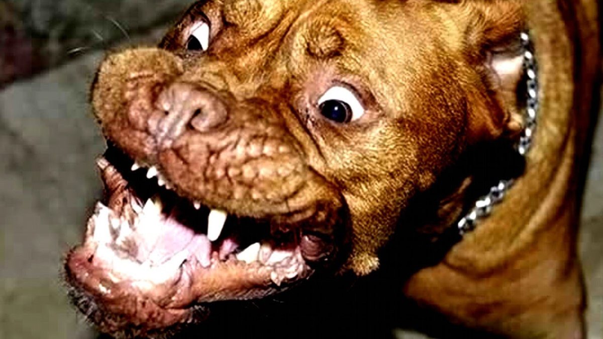 Мужик с питбулем