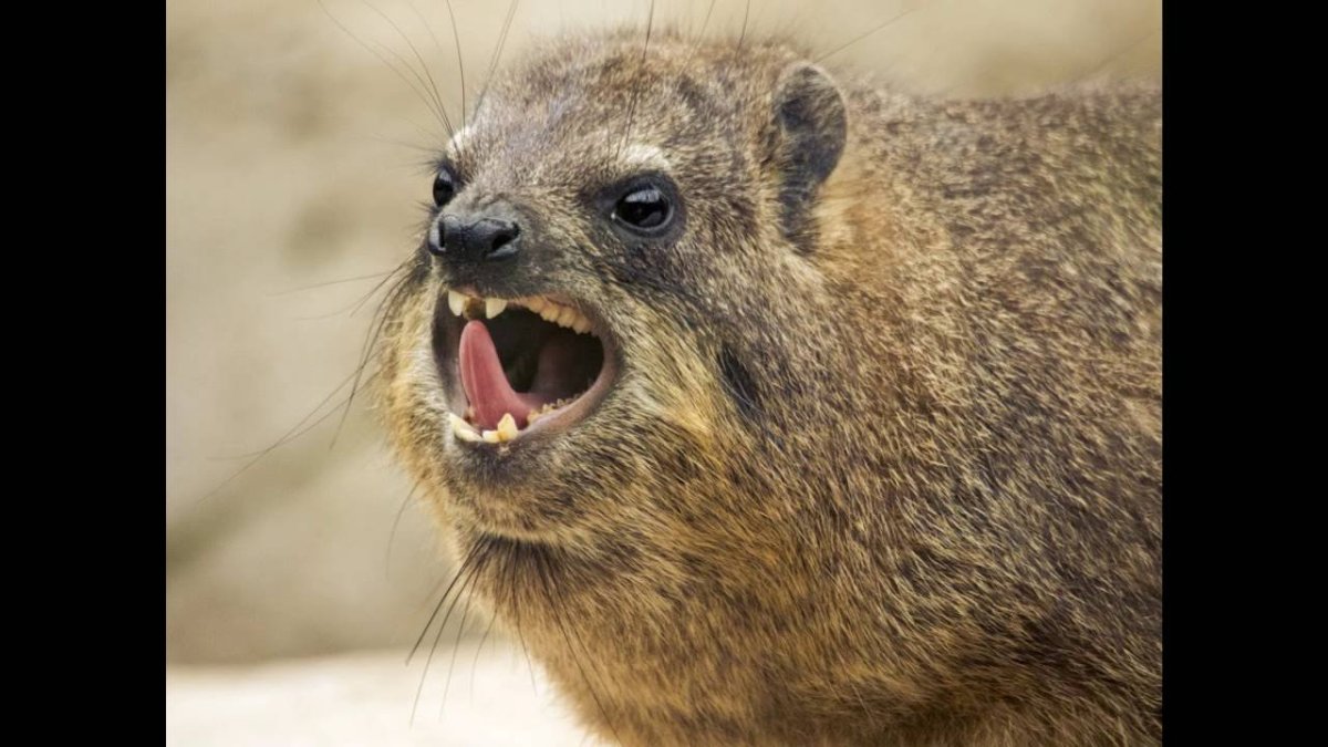 Ближайший родственник слона Даман