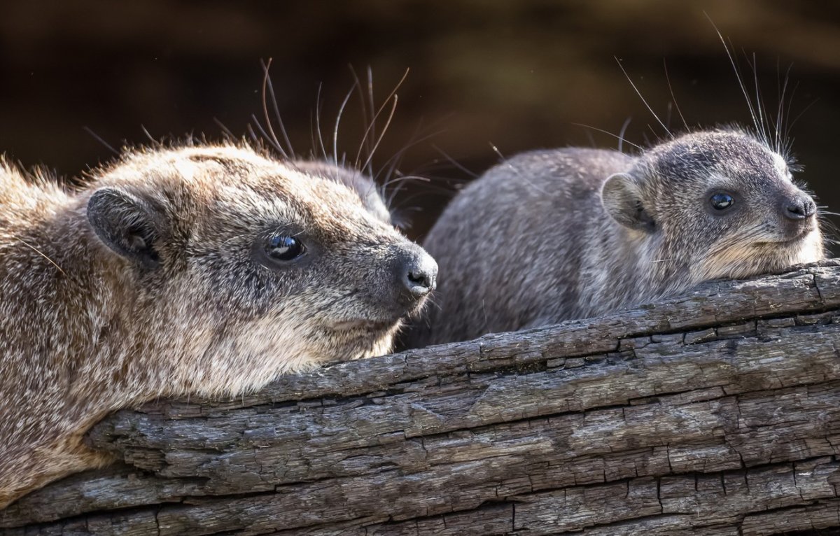 Горный Даман
