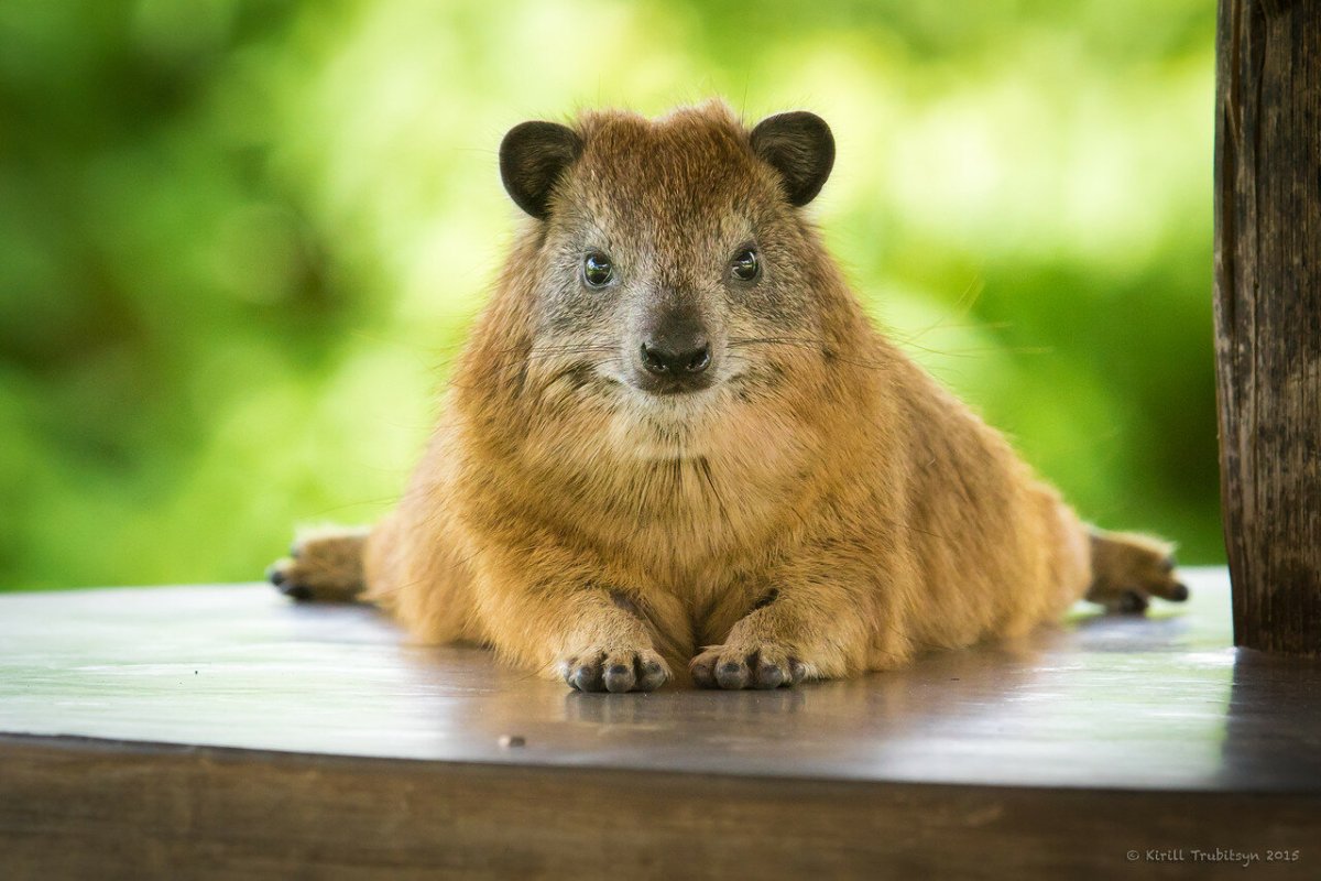 Капский жиряк