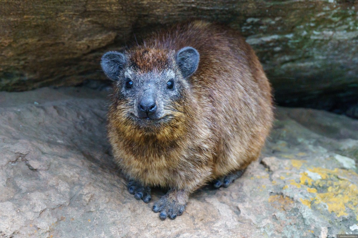 Дикой Даман