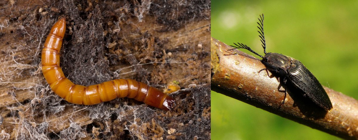 Личинка июньского жука