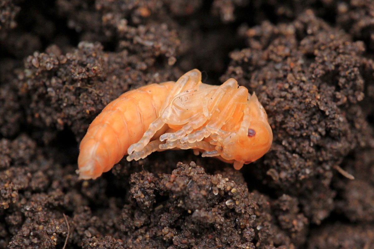 Белые личинки проволочника