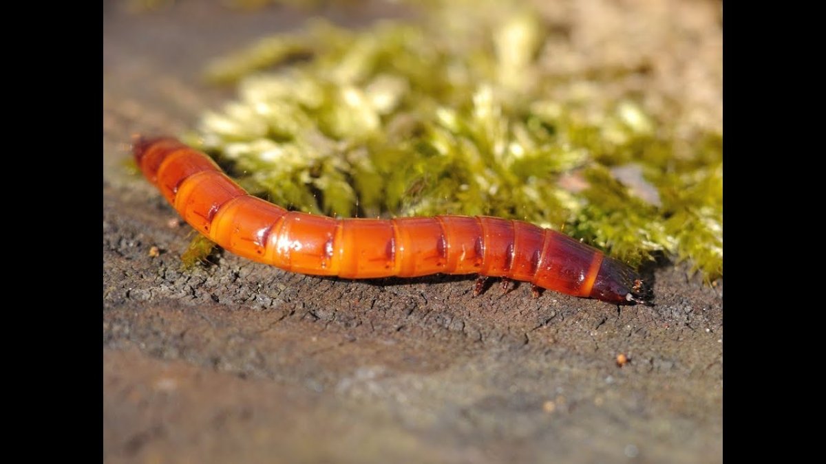 Жук-Щелкун проволочник