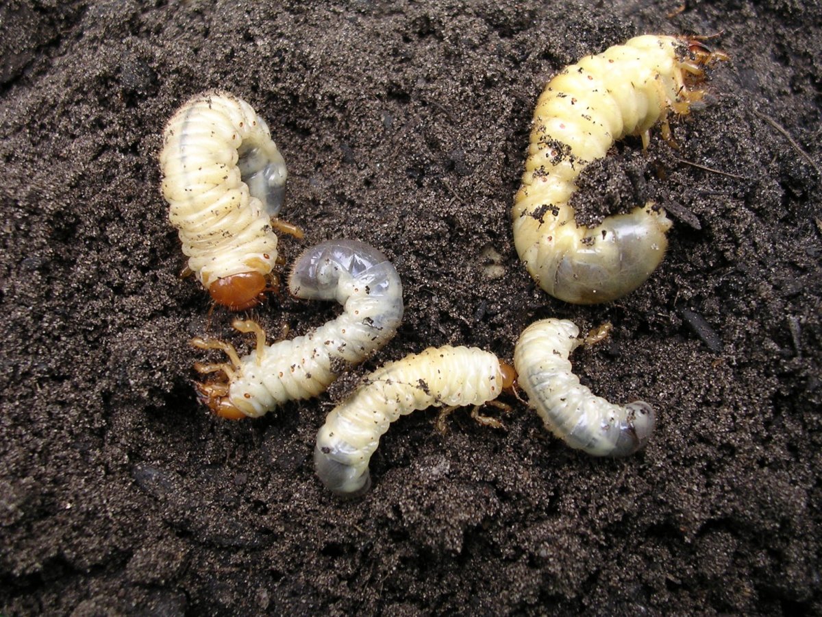 Вредитель картофеля проволочник