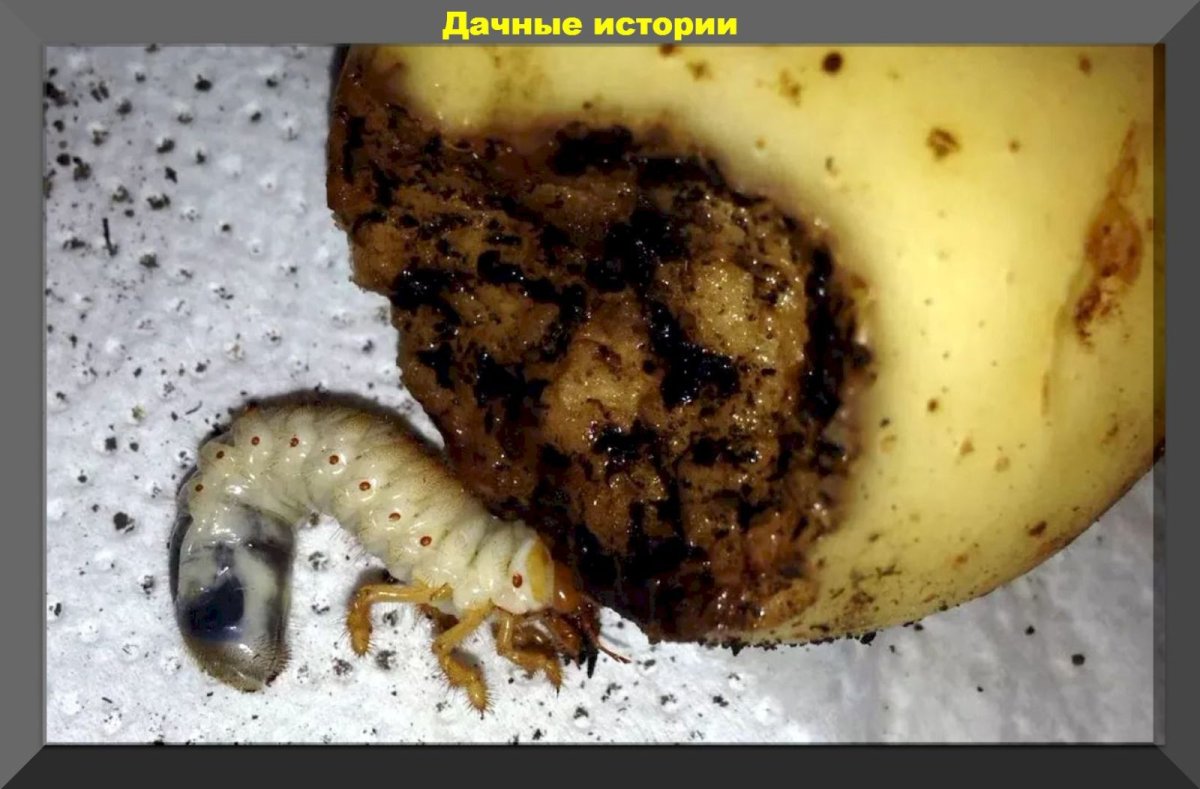 Проволочник личинки майского жука