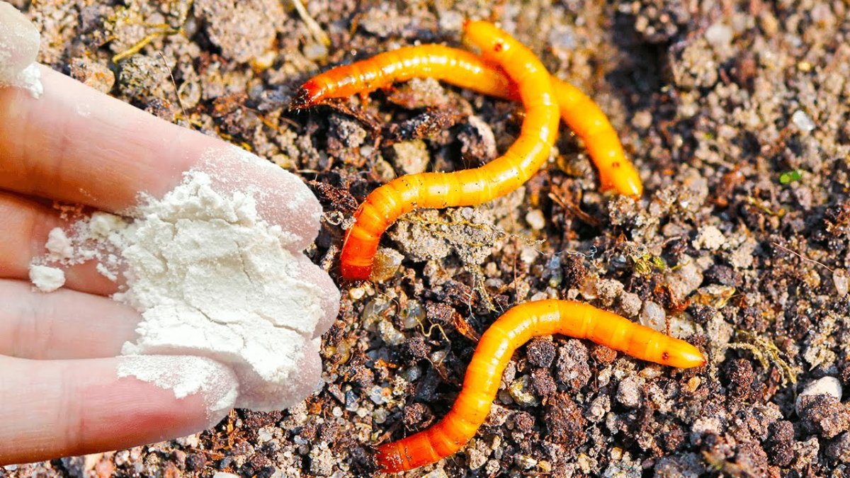 Жук проволочник в картошке