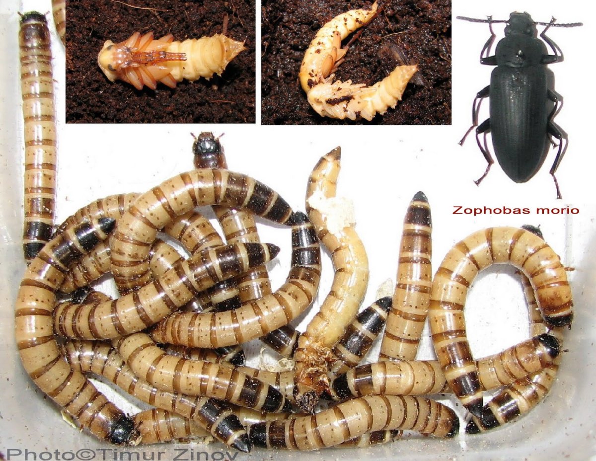 Личинки проволочника окукливаются