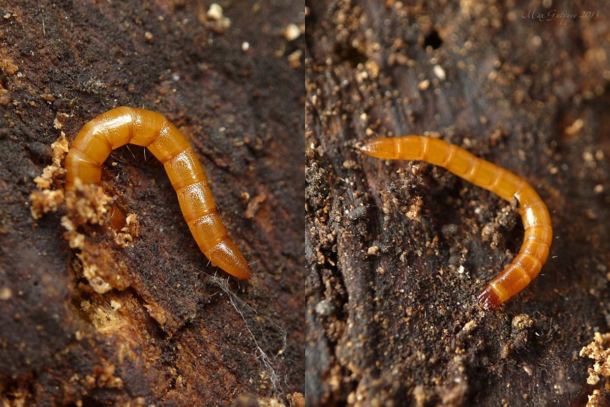 Жук-Щелкун проволочник куколка