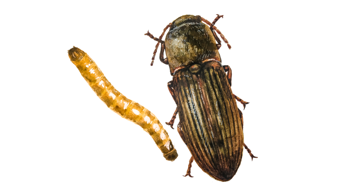 Червяк зофобас