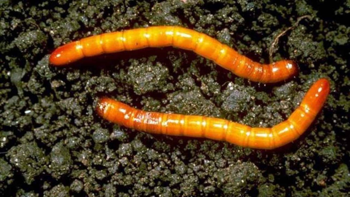 Червяк проволочник