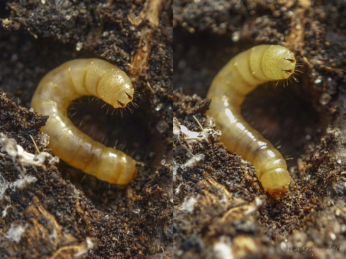 Сорняк проволочник