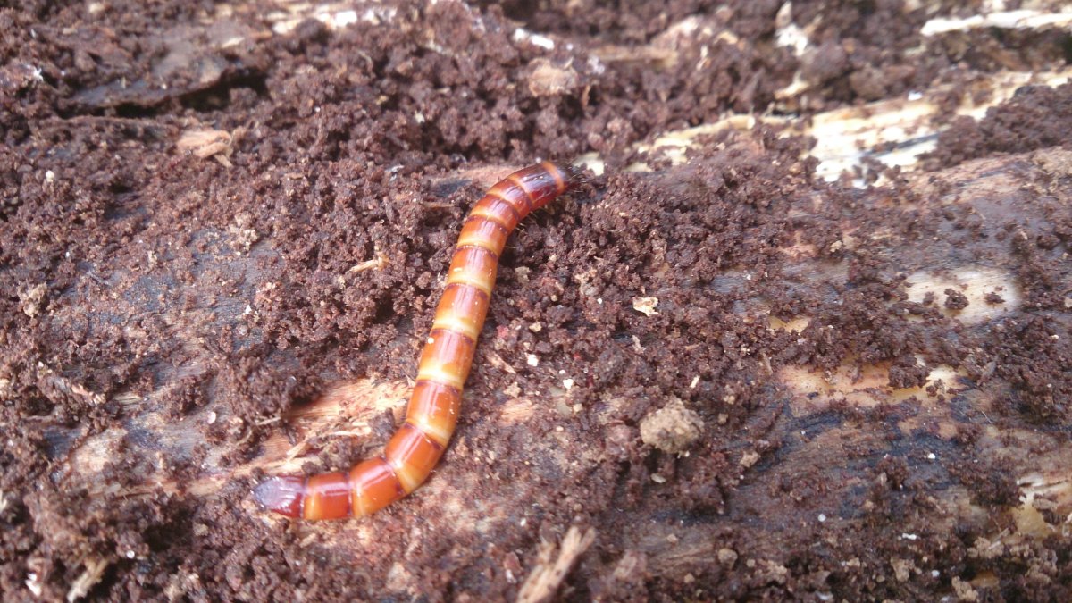 Проволочник чья личинка