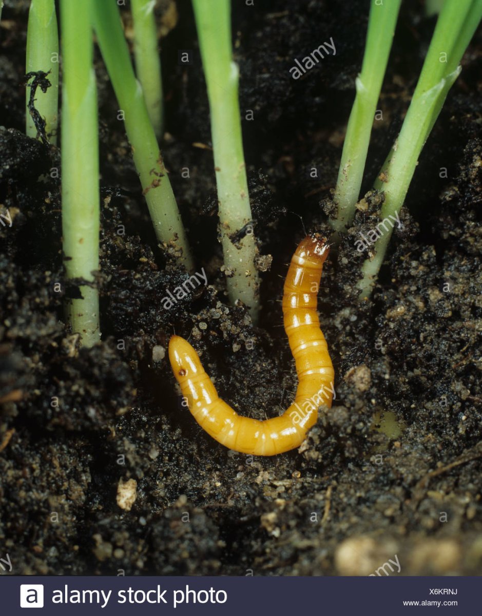 Проволочник на богомоле