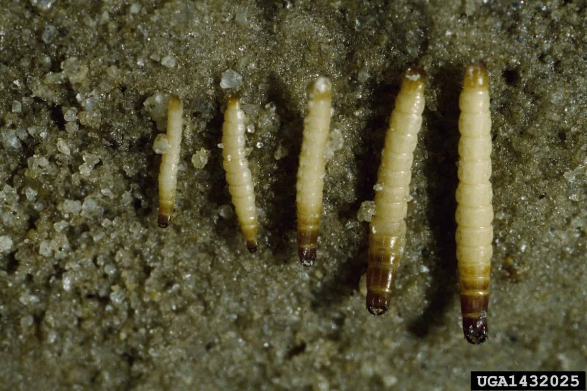 Проволочник личинки майского жука