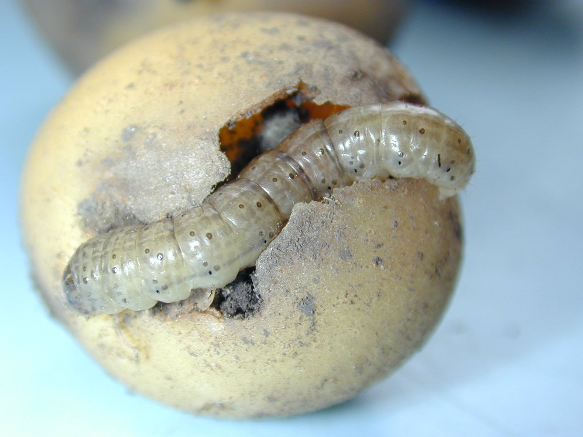 Ложнопроволочники личинки Жуков-чернотелок