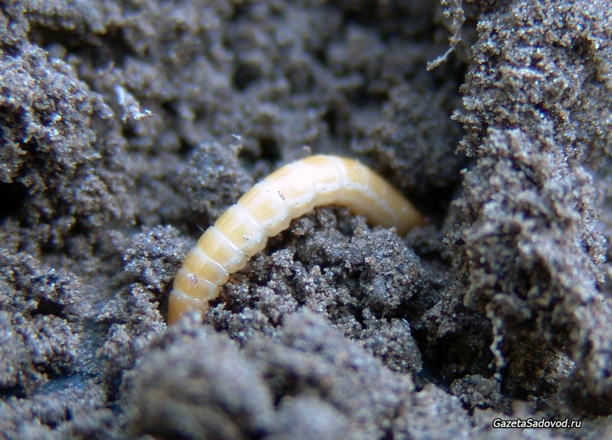 Кивсяк Пчелка