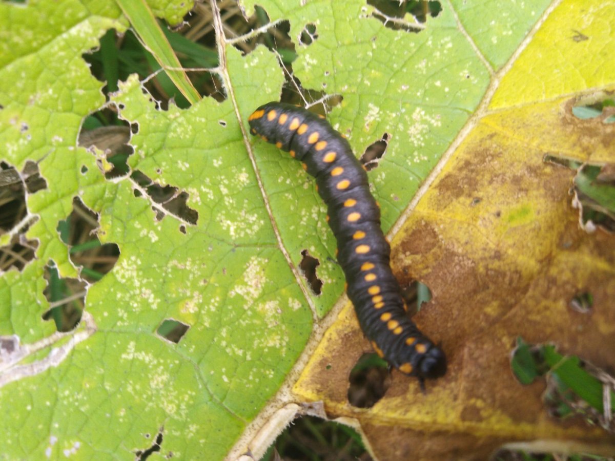 Проволочник Вьюн