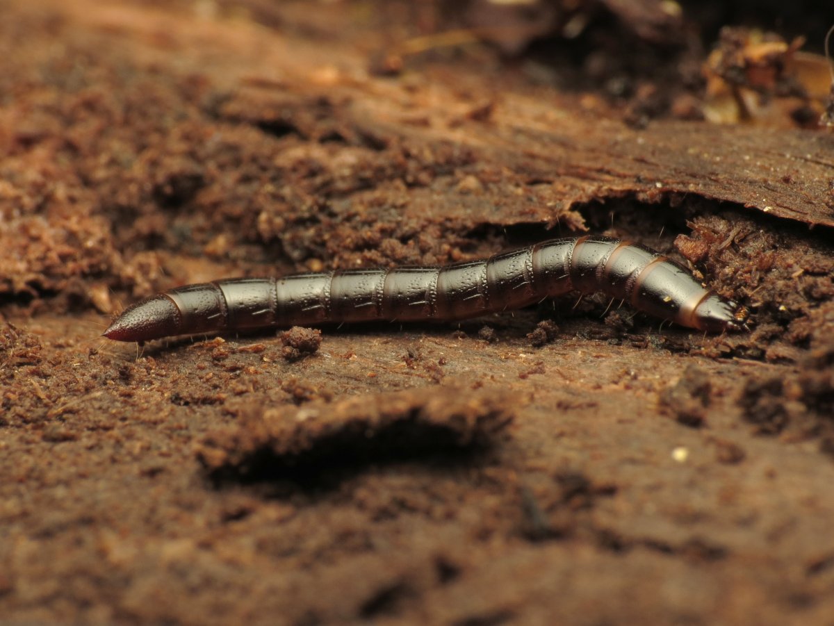 Озимая совка (Agrotis segetum),