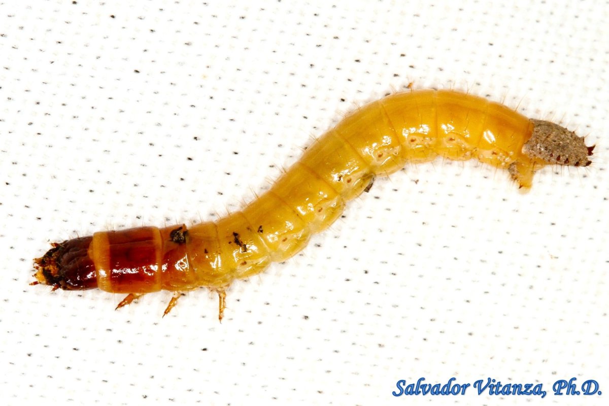 Местообитание личинок Жуков