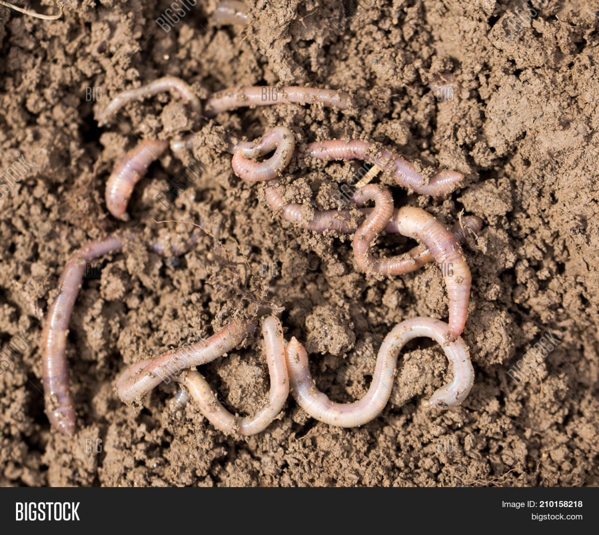 Зеленая узкотелая Златка личинка