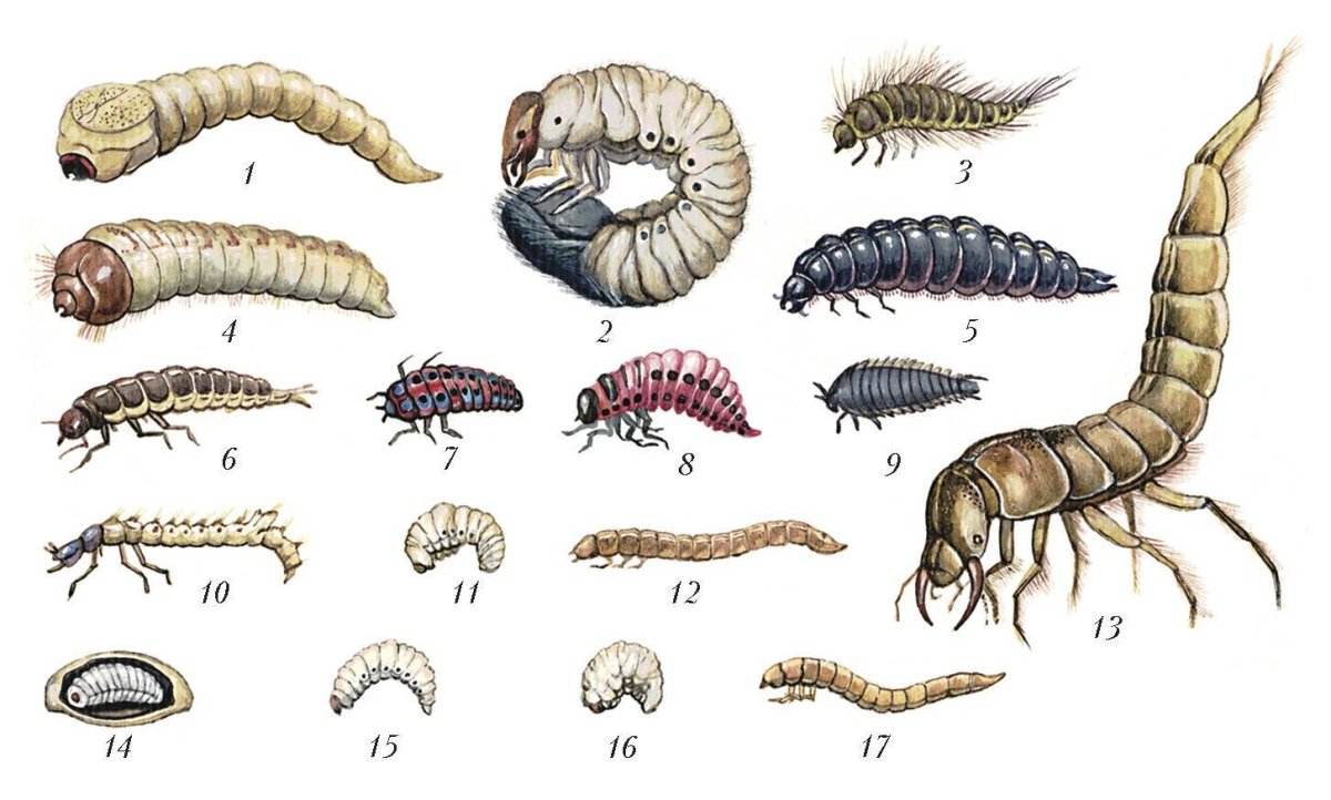 Червь проволочник