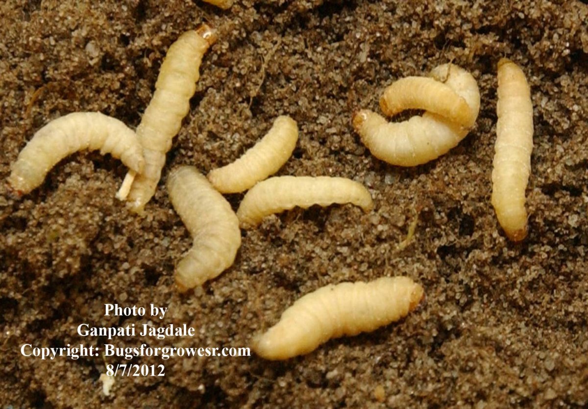 Личинки жука Скосаря