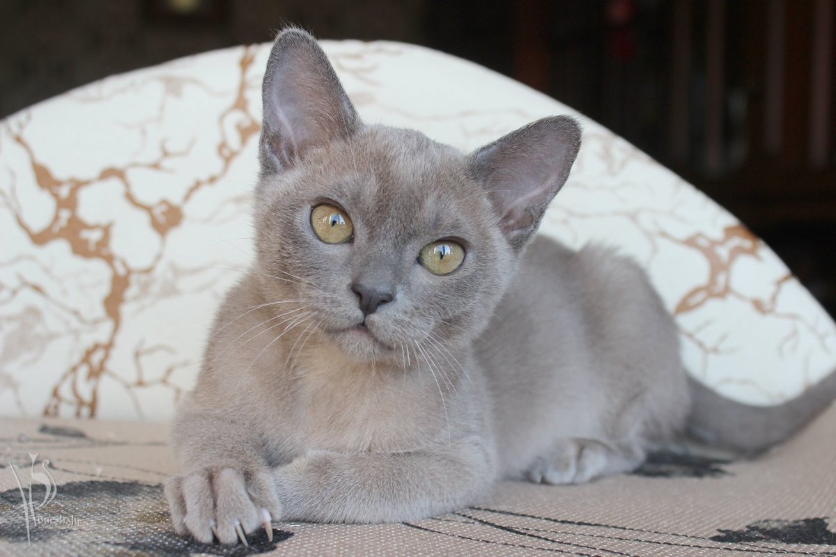 Европейская Бурма голубая