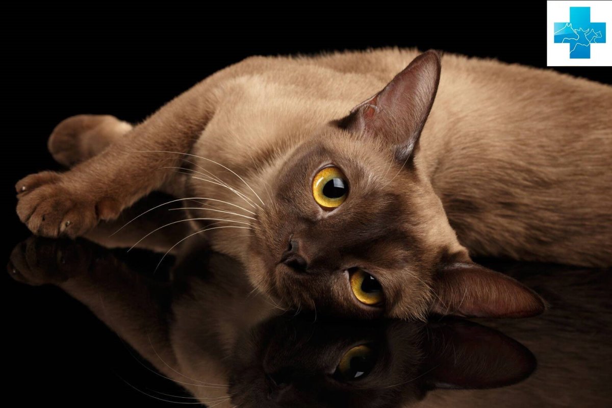 Бурманская кошка американская