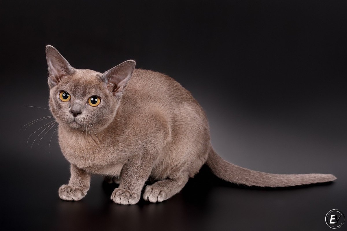 Бурма пойнтовый