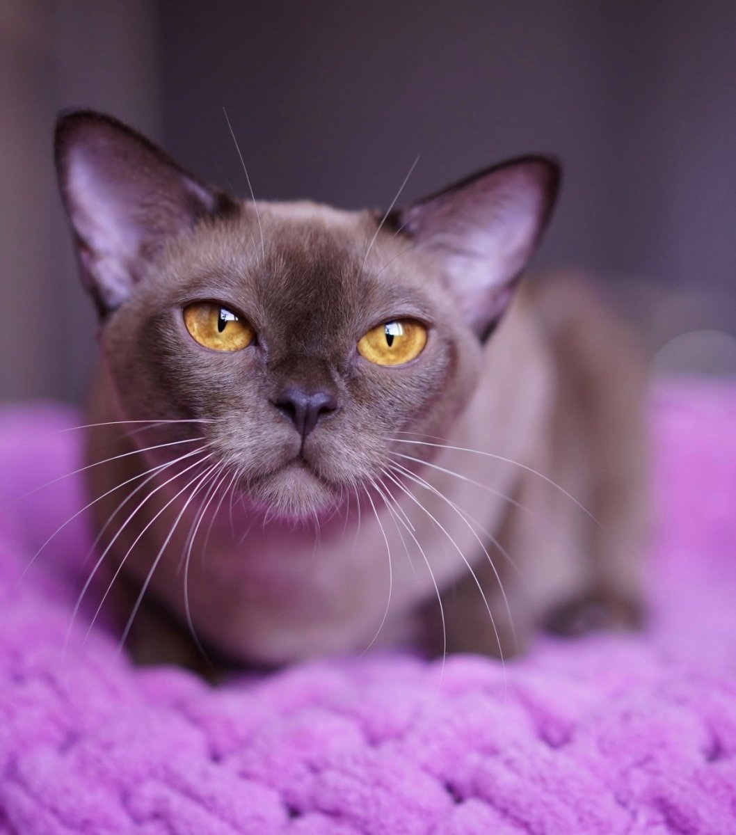 Порода кошек Бурма