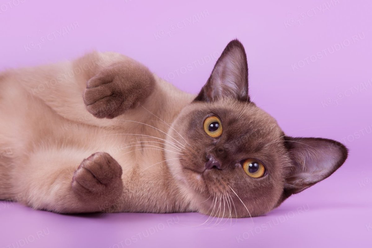 Бурманская кошка