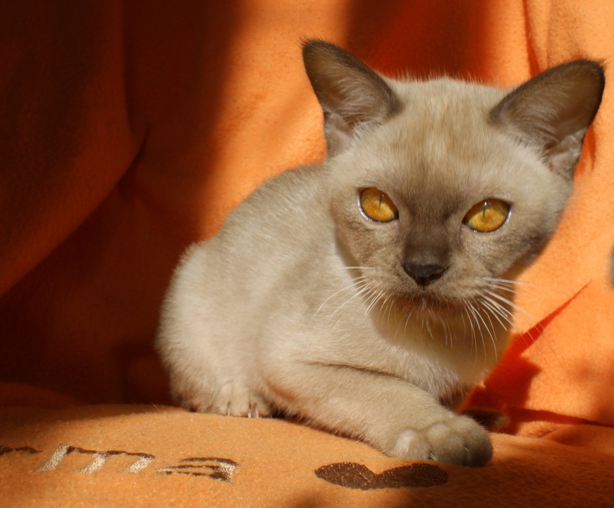 Европейская Бурманская кошка
