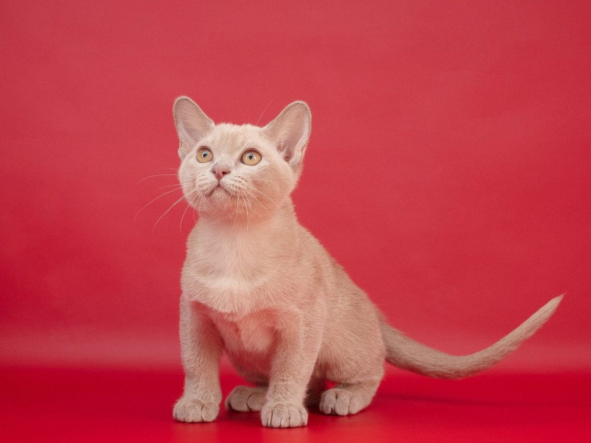 Бурма кошка